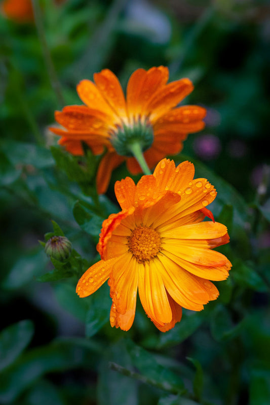 Calendula: Sunshine in a Flower