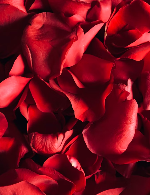 Rose — The Heart of Beauty and Ritual